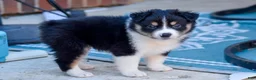 Miniature Australian Shepherd dogs for sale: Miniature Australian Shepherd 4 - Ad 5