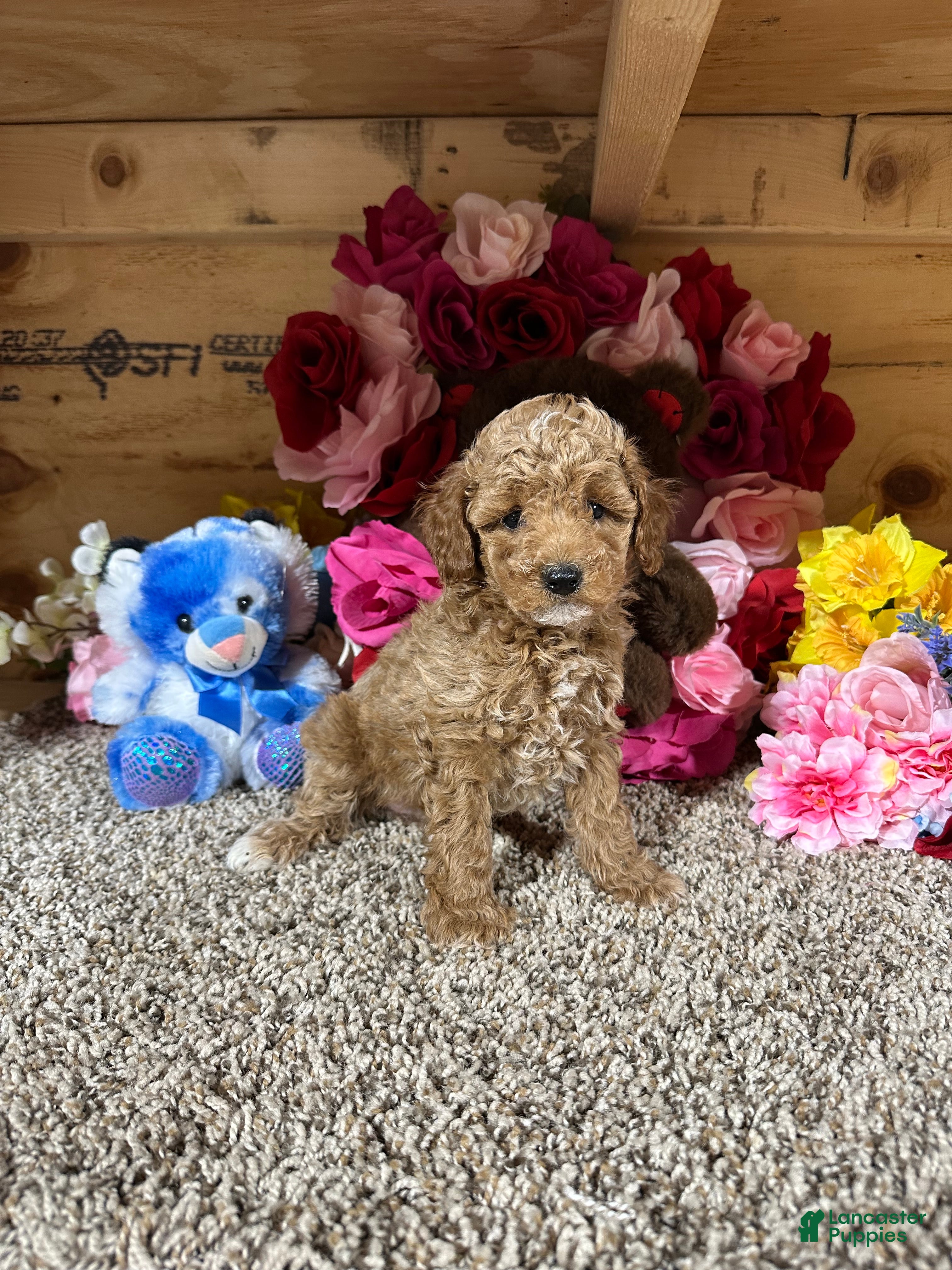 Toy Poodle dogs Toy Poodle Puppy 3 - Ad 1