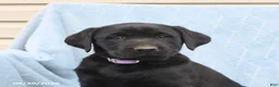 Labrador Retriever dogs for sale: Poppy - Ad 3