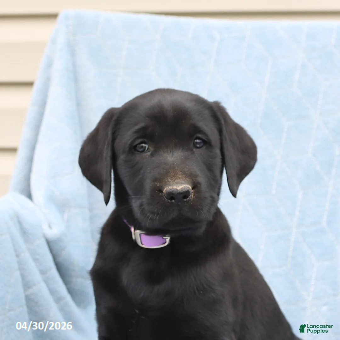 Labrador Retriever dogs for sale: Poppy - Ad 3