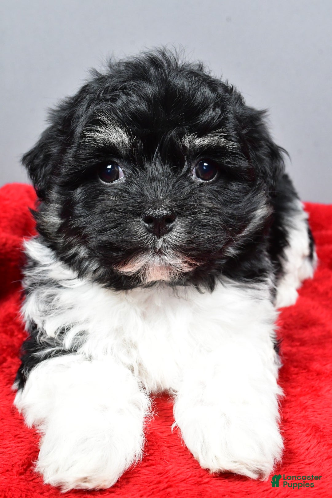 Bichpoo dogs for sale: finn - Ad 2