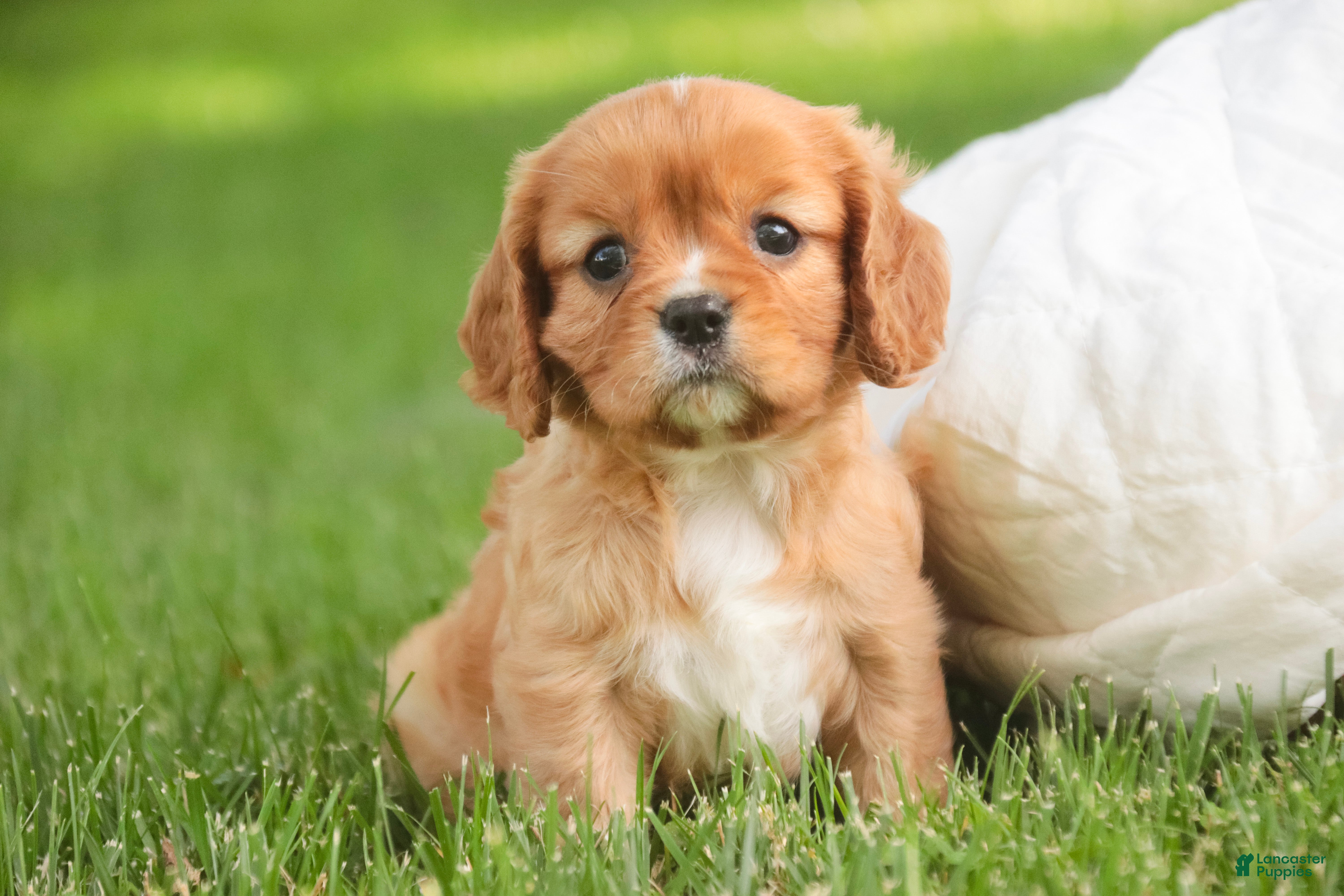 Cavalier King Charles Spaniel dogs Lola Cavalier King Charles Spaniel  - Ad 1