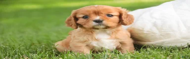 Lola Cavalier King Charles Spaniel 