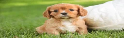 Cavalier King Charles Spaniel dogs for sale: Lola Cavalier King Charles Spaniel  - Ad 1