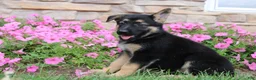 German Shepherd dogs for sale: Harper - Ad 5