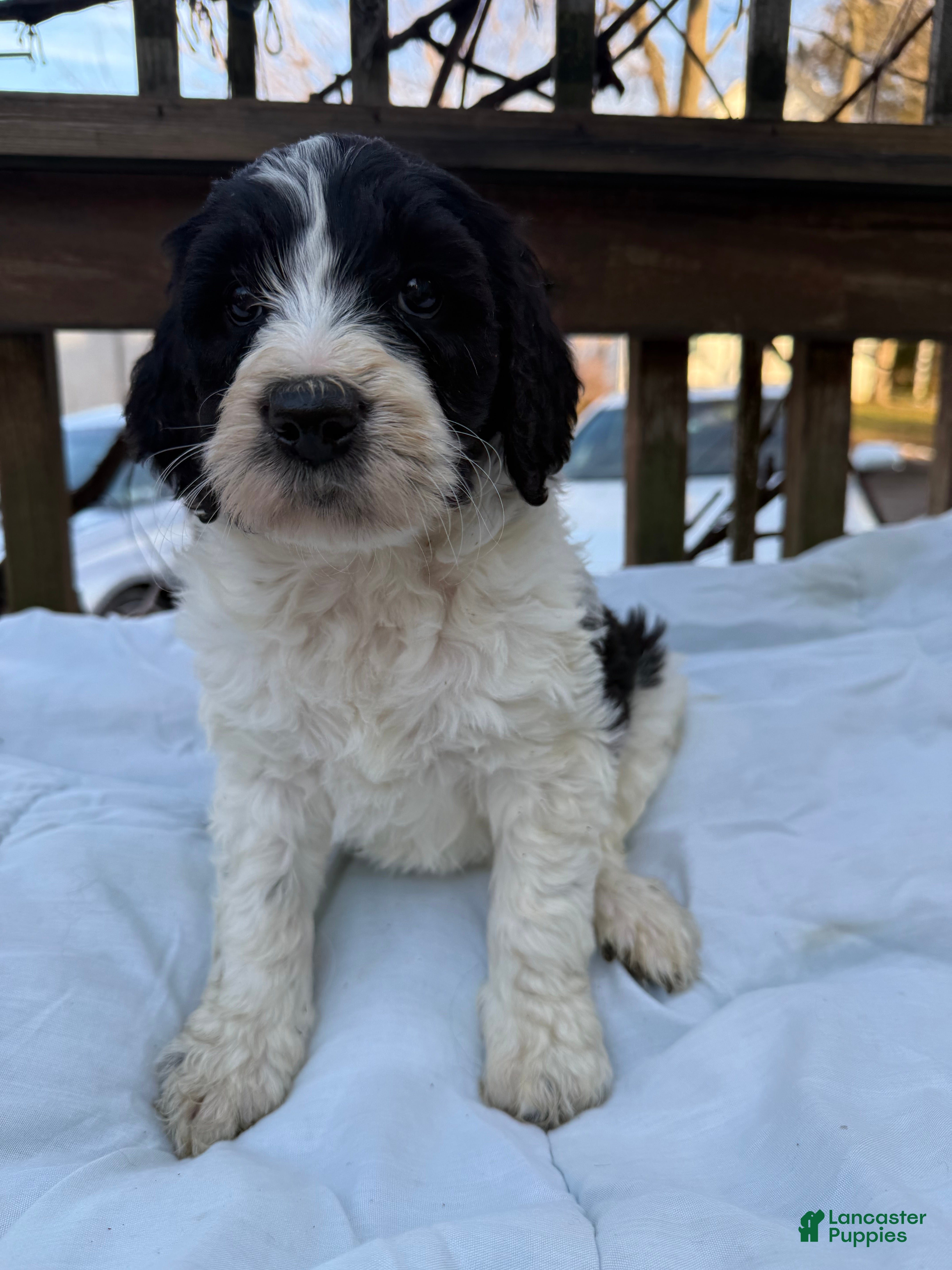 Goldendoodle dogs Cookie - Ad 1