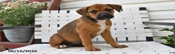 Mixed Breed dogs for sale: Charlotte - Ad 3