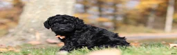 Miniature Poodle dogs for sale: Jared (AKC) - Ad 3