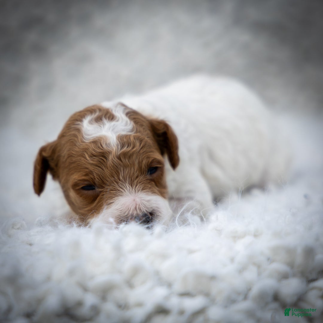 Toy Poodle dogs for sale: Rusty Scout - Ad 15