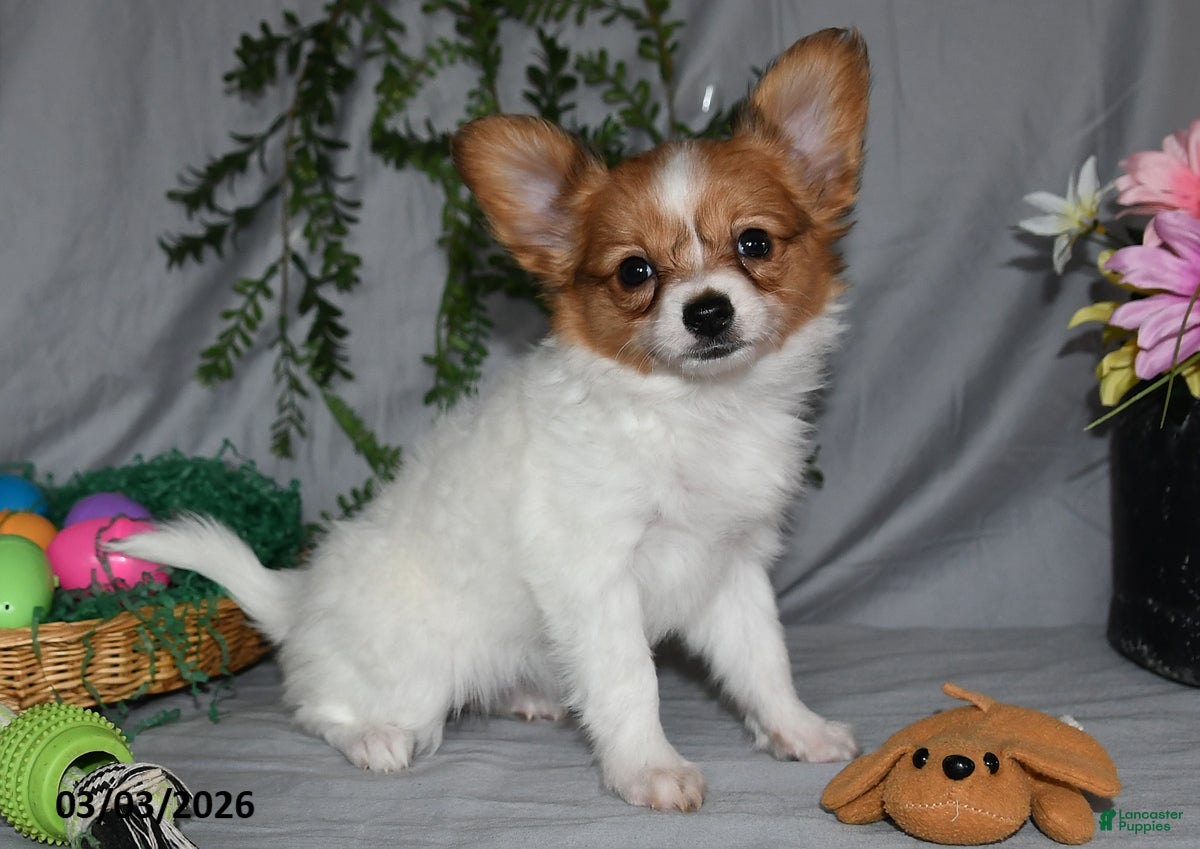 Papillon dogs Bitsy - Ad 1