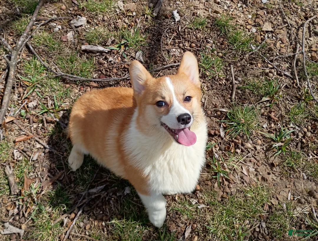 Welsh Corgi Pembroke dogs for sale: Welsh Corgi Pembroke Puppy 3 - Ad 2