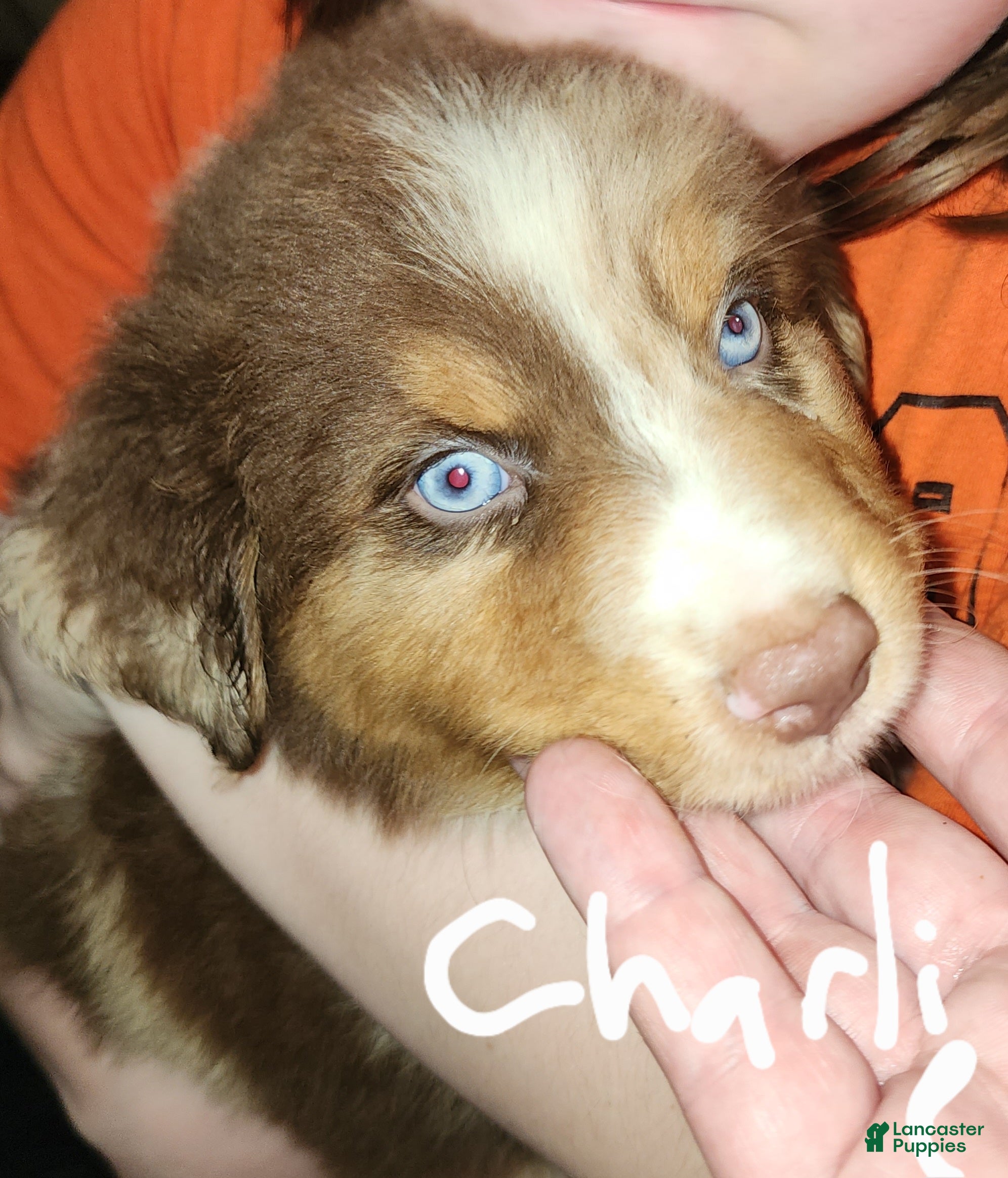 Australian Shepherd dogs Charlie - Ad 1