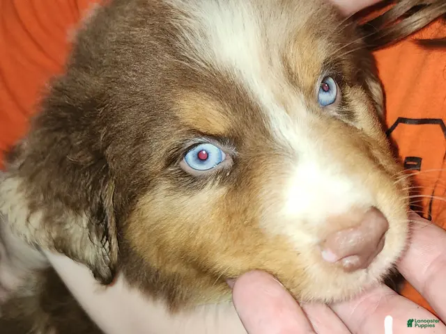 Australian Shepherd dogs for sale: Charlie - Ad 2