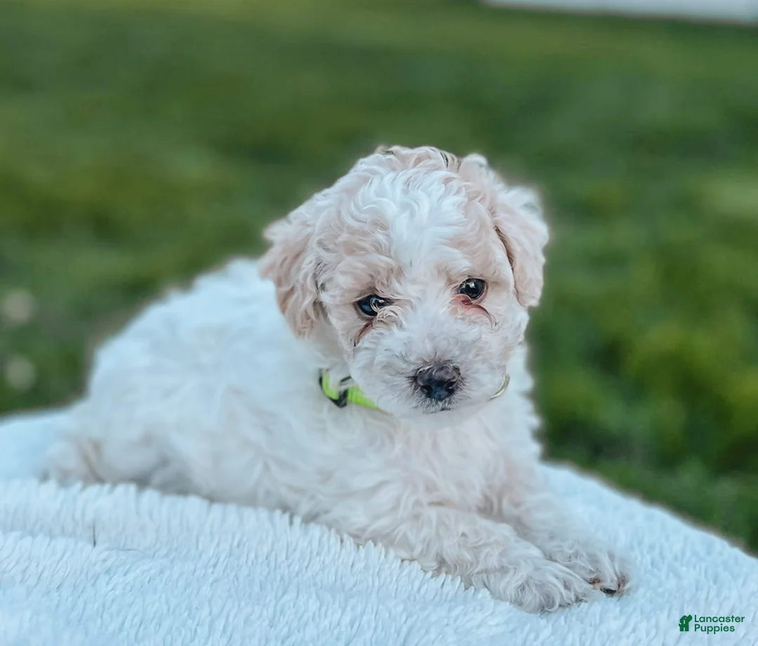 Maltipoo dogs for sale: Benny - Ad 2