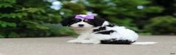 Cavachon dogs for sale: Darla - Ad 6