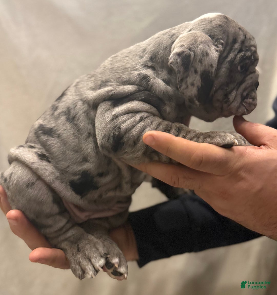 English Bulldog dogs for sale: Judy - Ad 7