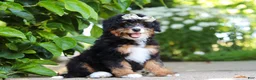 Mini Bernedoodle dogs for sale: Ellie - Ad 9