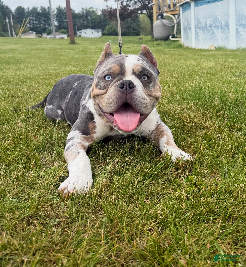 American Bully dogs Queso ABKC - Ad 21