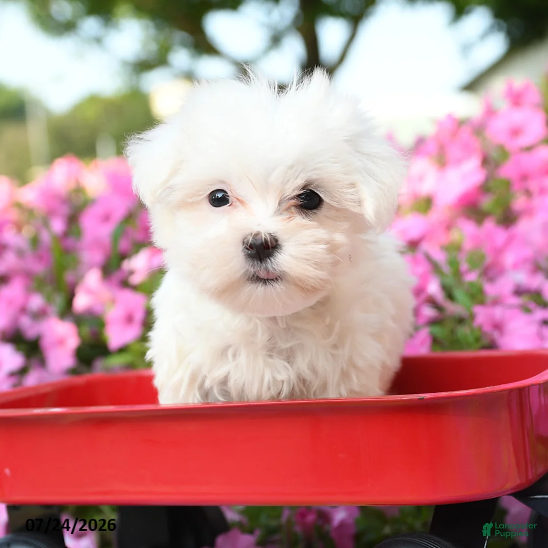 Maltese dogs for sale: Yul  - Ad 1