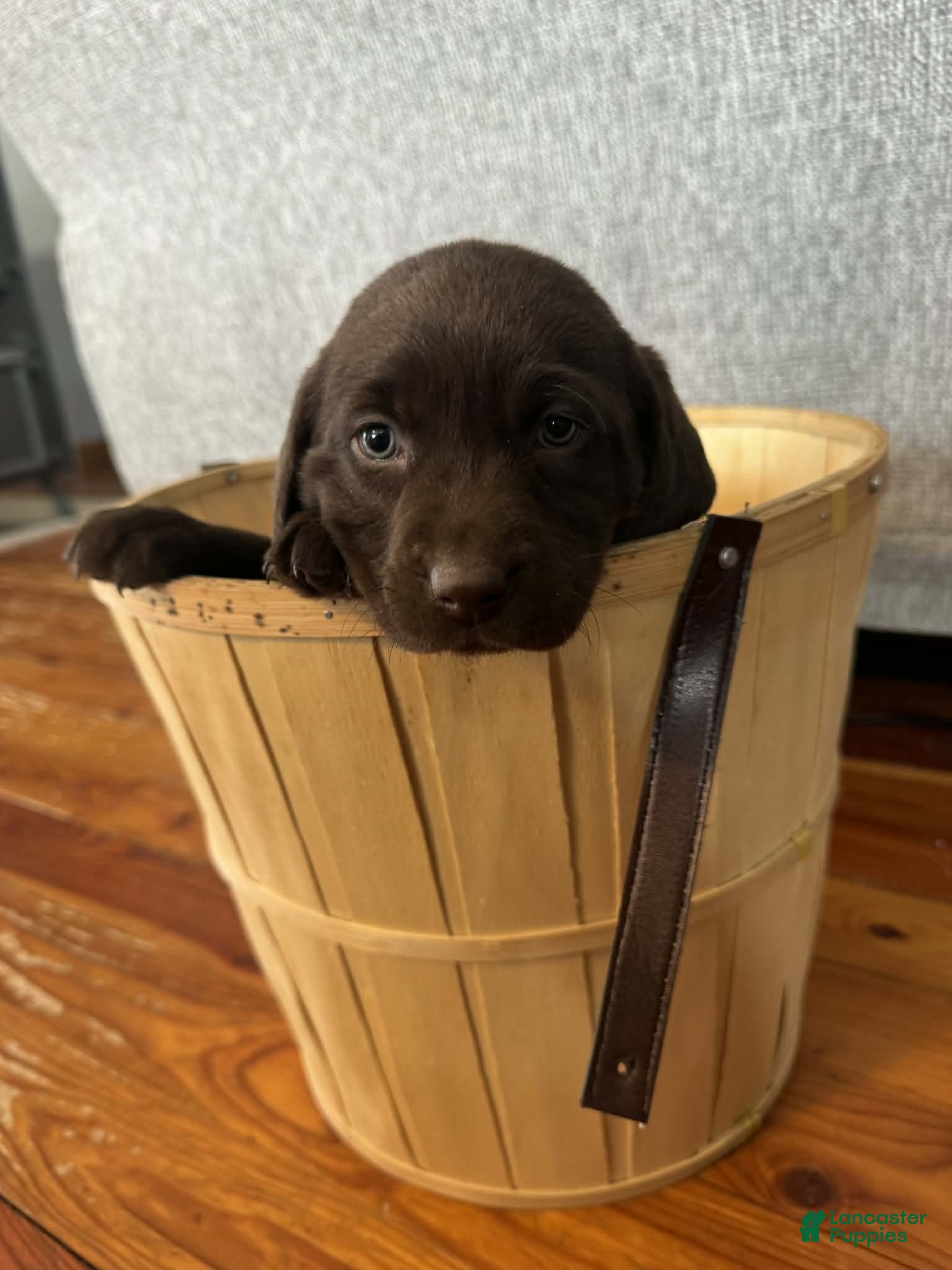 Labrador Retriever dogs Iris - Ad 30