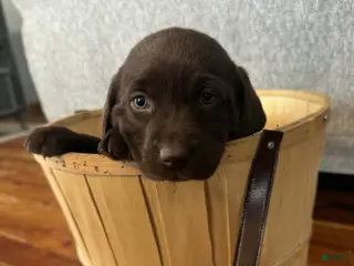 Labrador Retriever dogs Iris - Ad 30