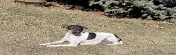Rat Terrier dogs for sale: Rocco - Ad 4