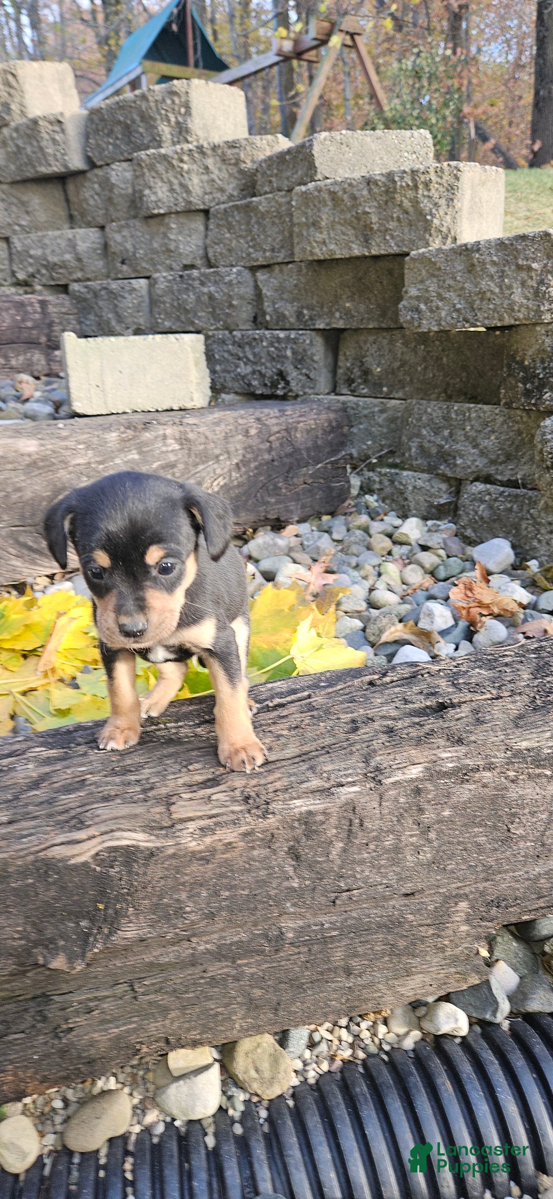 Mixed Breed dogs for sale: Hondo - Ad 9