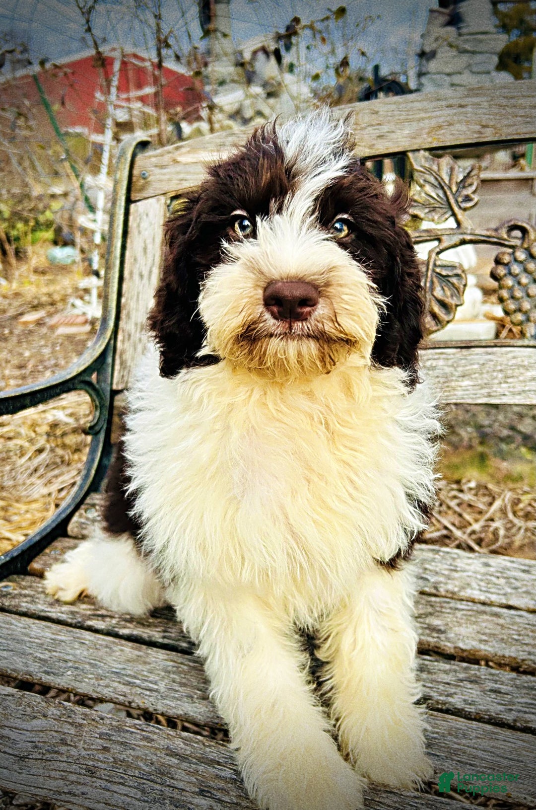 Havapoo dogs for sale: Priscilla - Ad 12