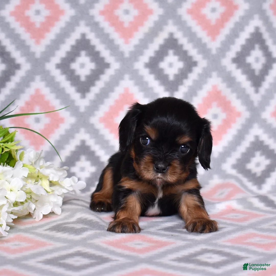 Cavalier King Charles Spaniel dogs for sale: Gracie - Ad 6