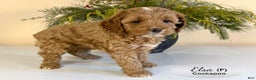 Cockapoo dogs for sale: Elsa - Ad 3