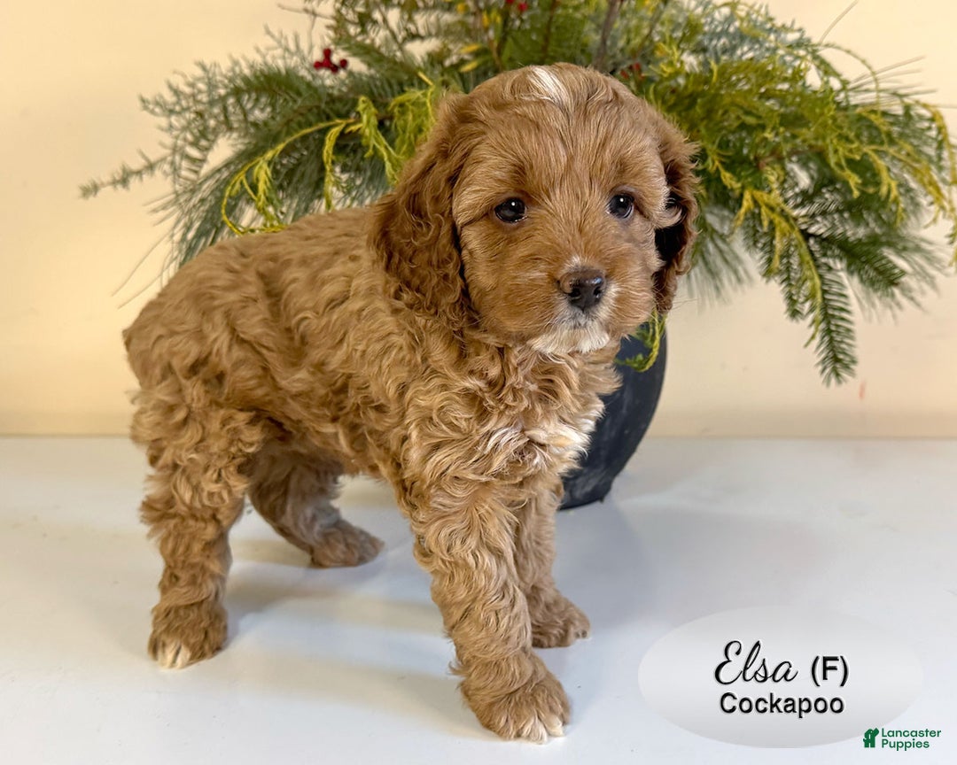 Cockapoo dogs for sale: Elsa - Ad 3
