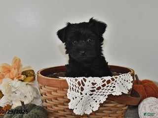 Yorkiepoo dogs - Ad 33