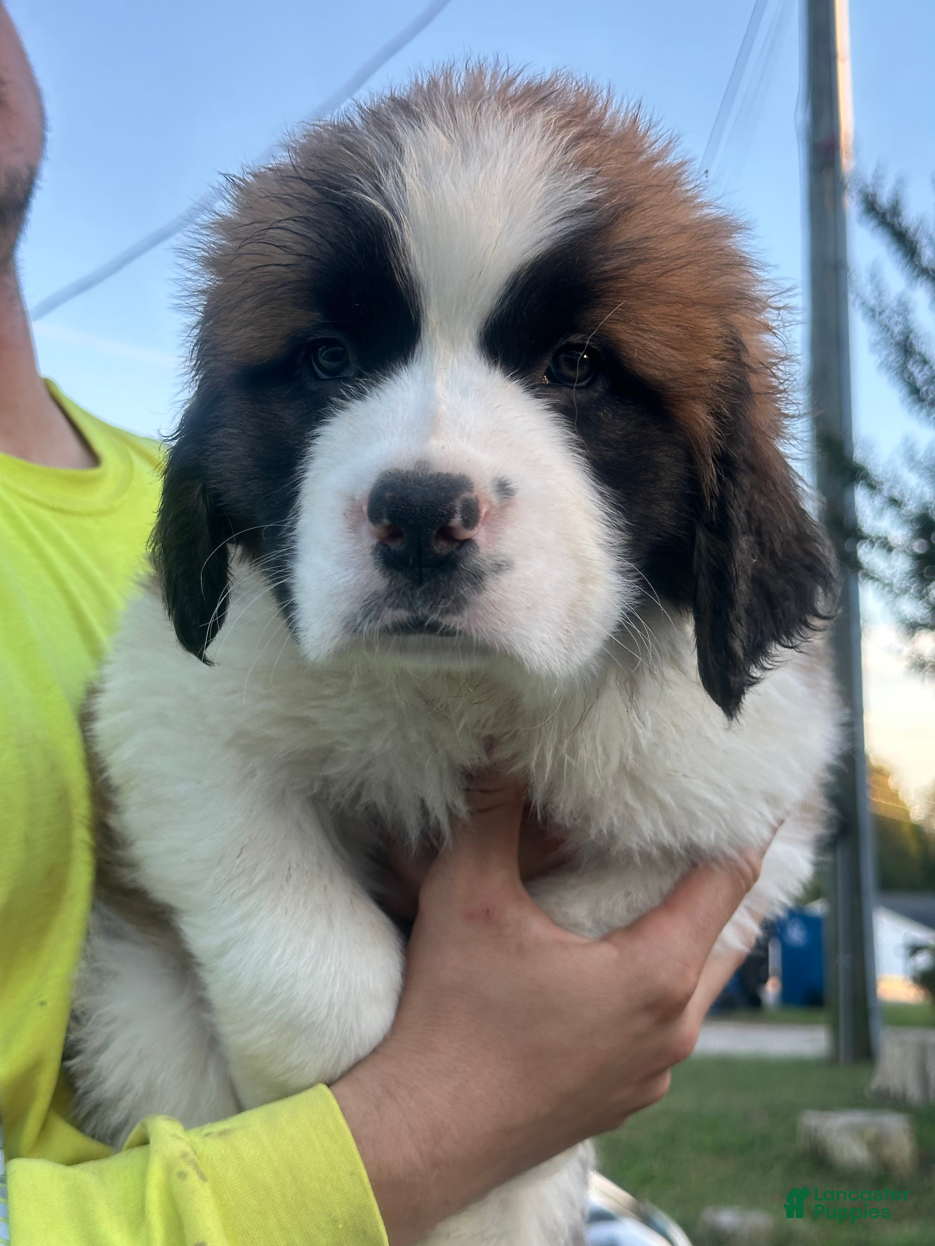 Dotty (Saint Bernard, Female) in Granite Falls, NC