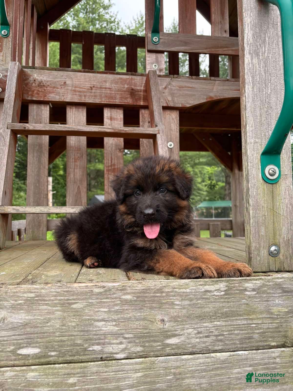 German Shepherd dogs Gracie - Ad 1