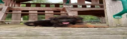 German Shepherd dogs for sale: Gracie - Ad 1