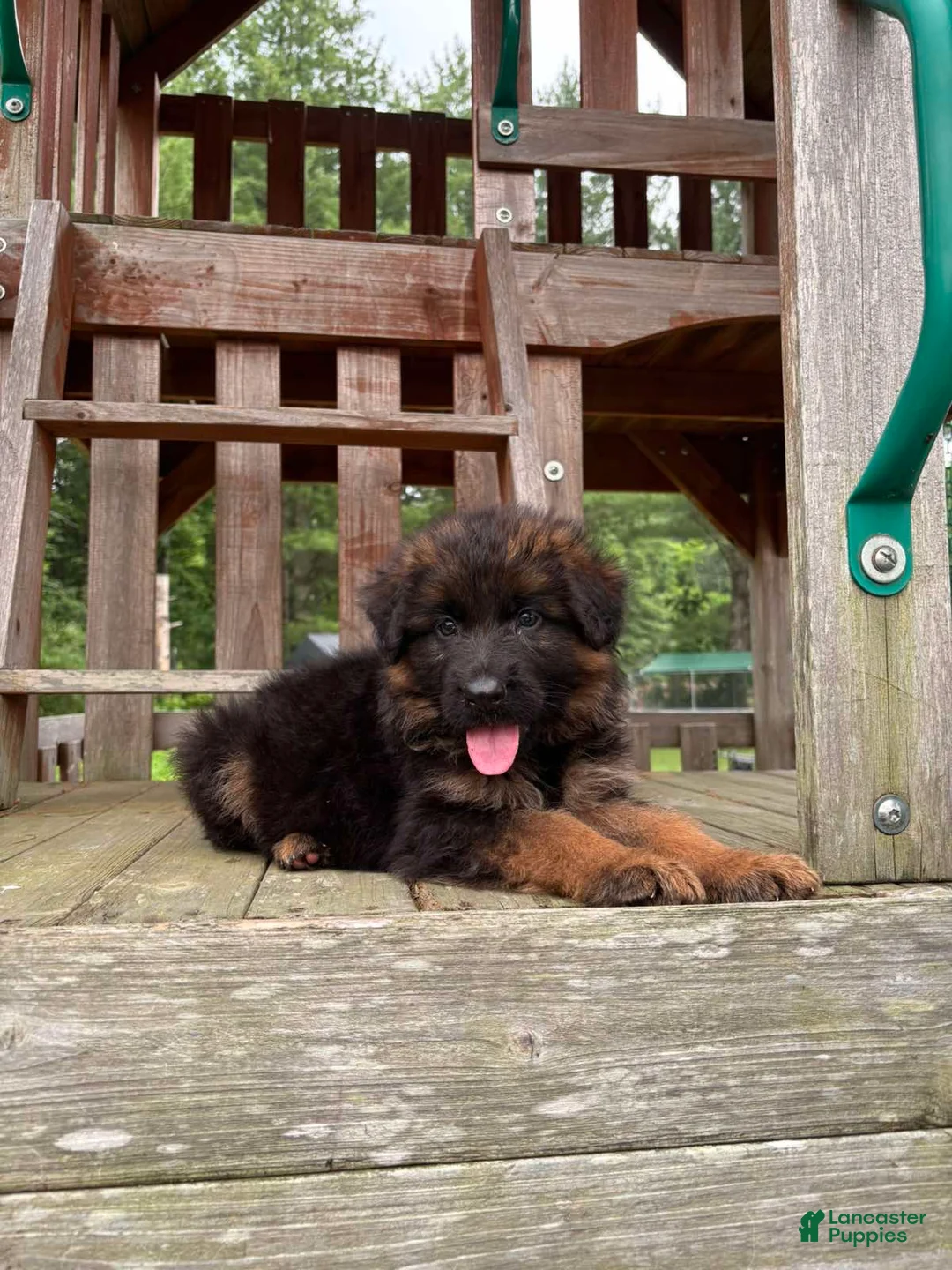 German Shepherd dogs for sale: Gracie - Ad 1