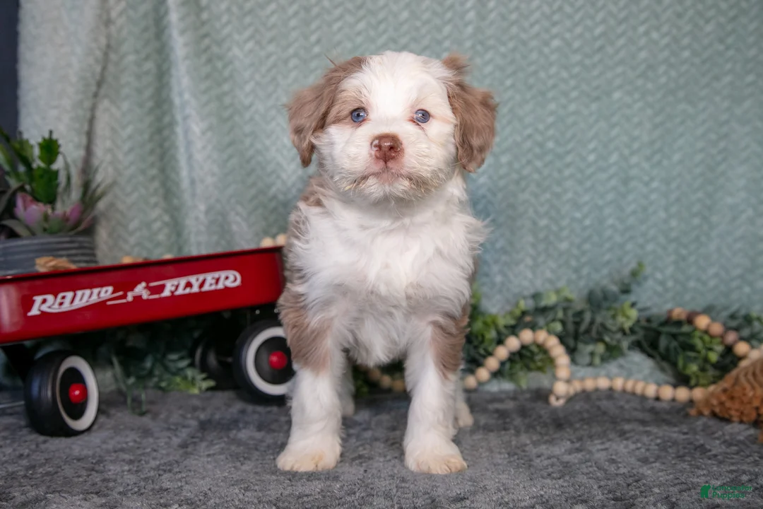 Mini Bernedoodle dogs for sale: Nash - Ad 3