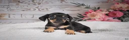 Miniature Dachshund dogs for sale: AKC-Milly - Ad 7