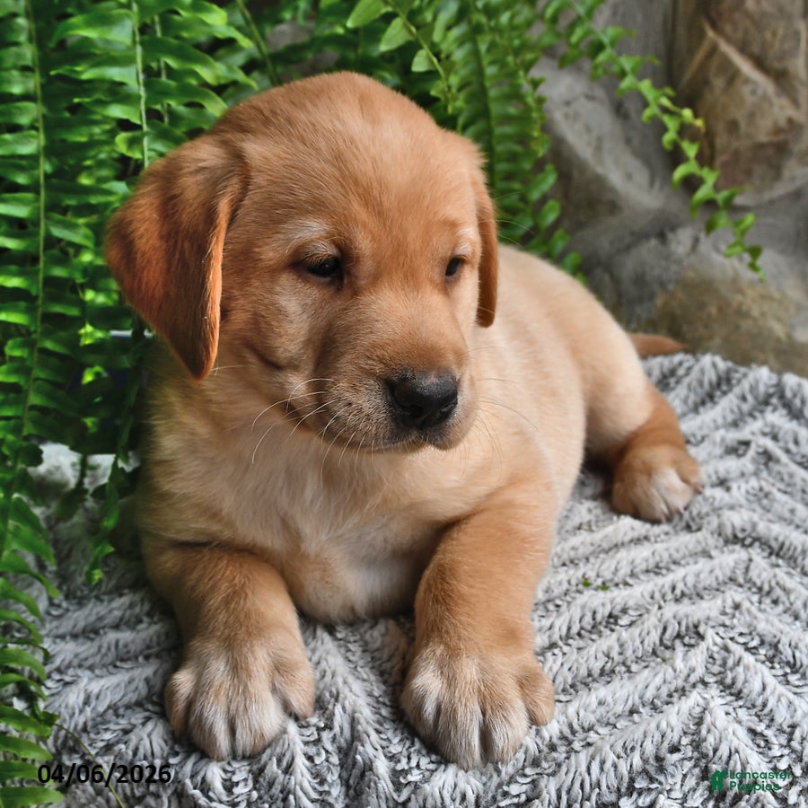 Labrador Retriever dogs Hazel - Ad 2