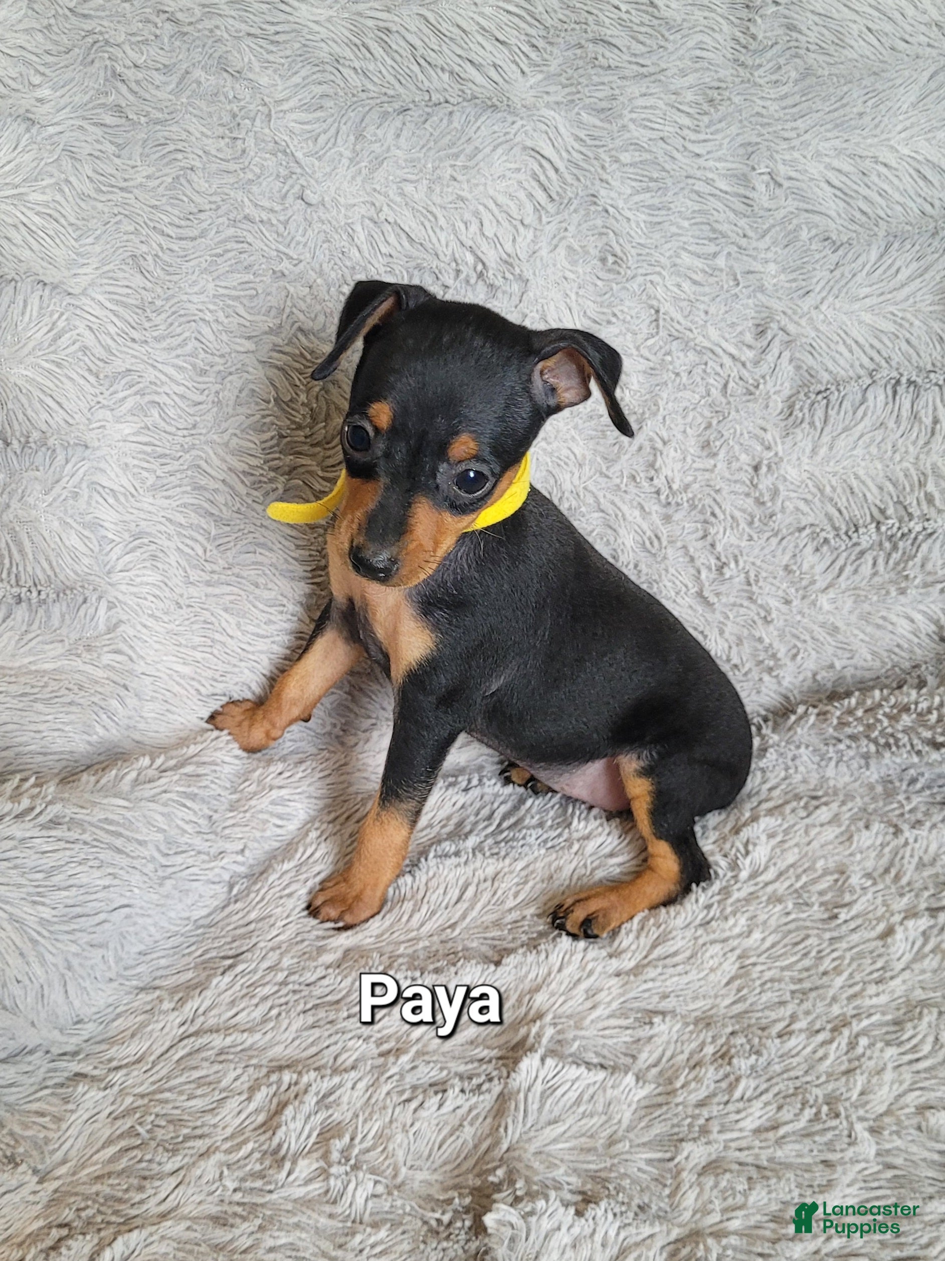 Miniature Pinscher dogs Paya - Ad 39