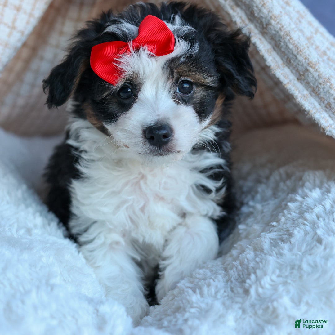 Mini Aussiedoodle dogs for sale: LEE - Ad 9