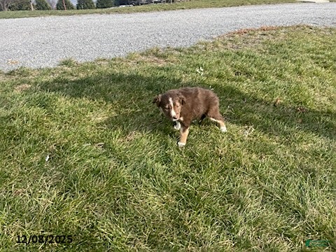 Border Collie dogs Lani - Ad 20
