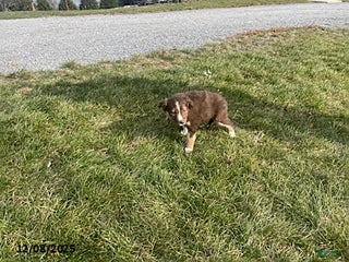 Border Collie dogs Lani - Ad 20