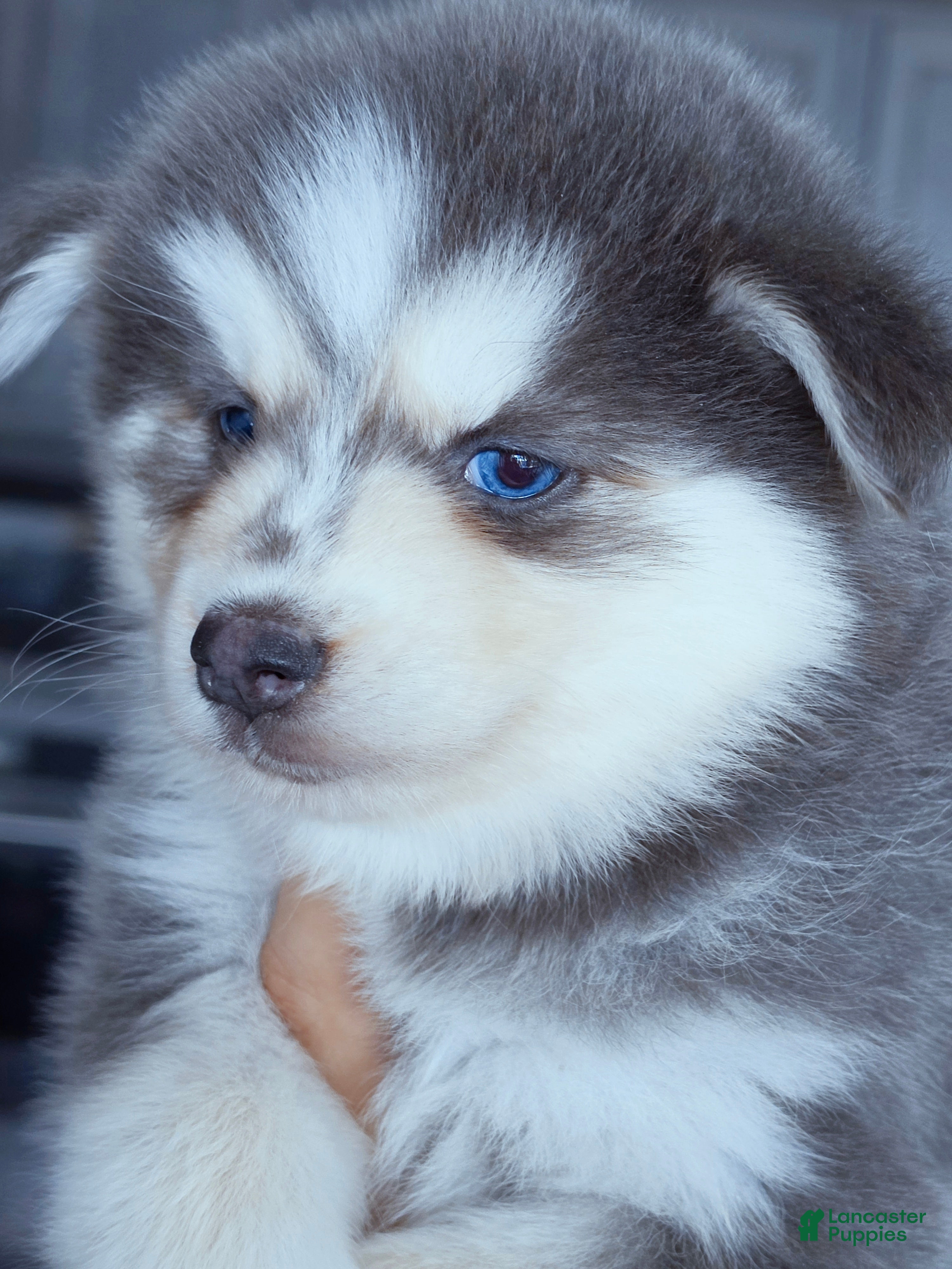 Pomsky dogs Luna Blue - Ad 11