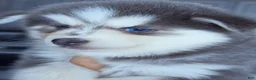 Pomsky dogs for sale: Luna Blue - Ad 1