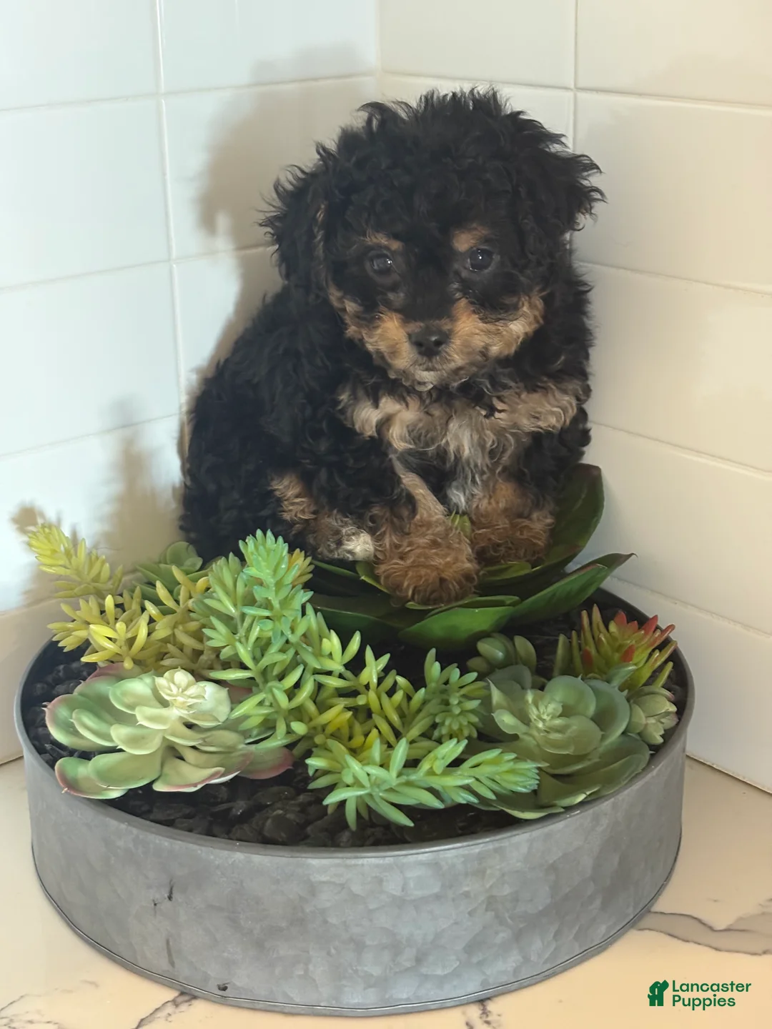 Cavapoo dogs for sale: Charlie - Ad 2