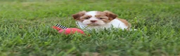 Shih Tzu dogs for sale: Goldie - Ad 11