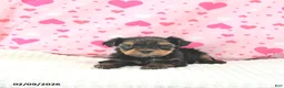 Yorkshire Terrier dogs for sale: Bennett EXTRA SMALL - Ad 9