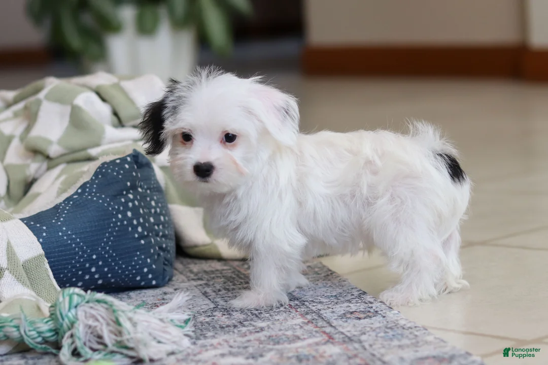 Morkie dogs for sale: Bobby - Ad 8