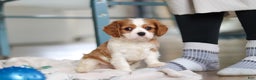 Cavalier King Charles Spaniel dogs for sale: Finn - Ad 8
